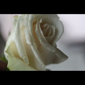 Meet your Posher, Roxanne